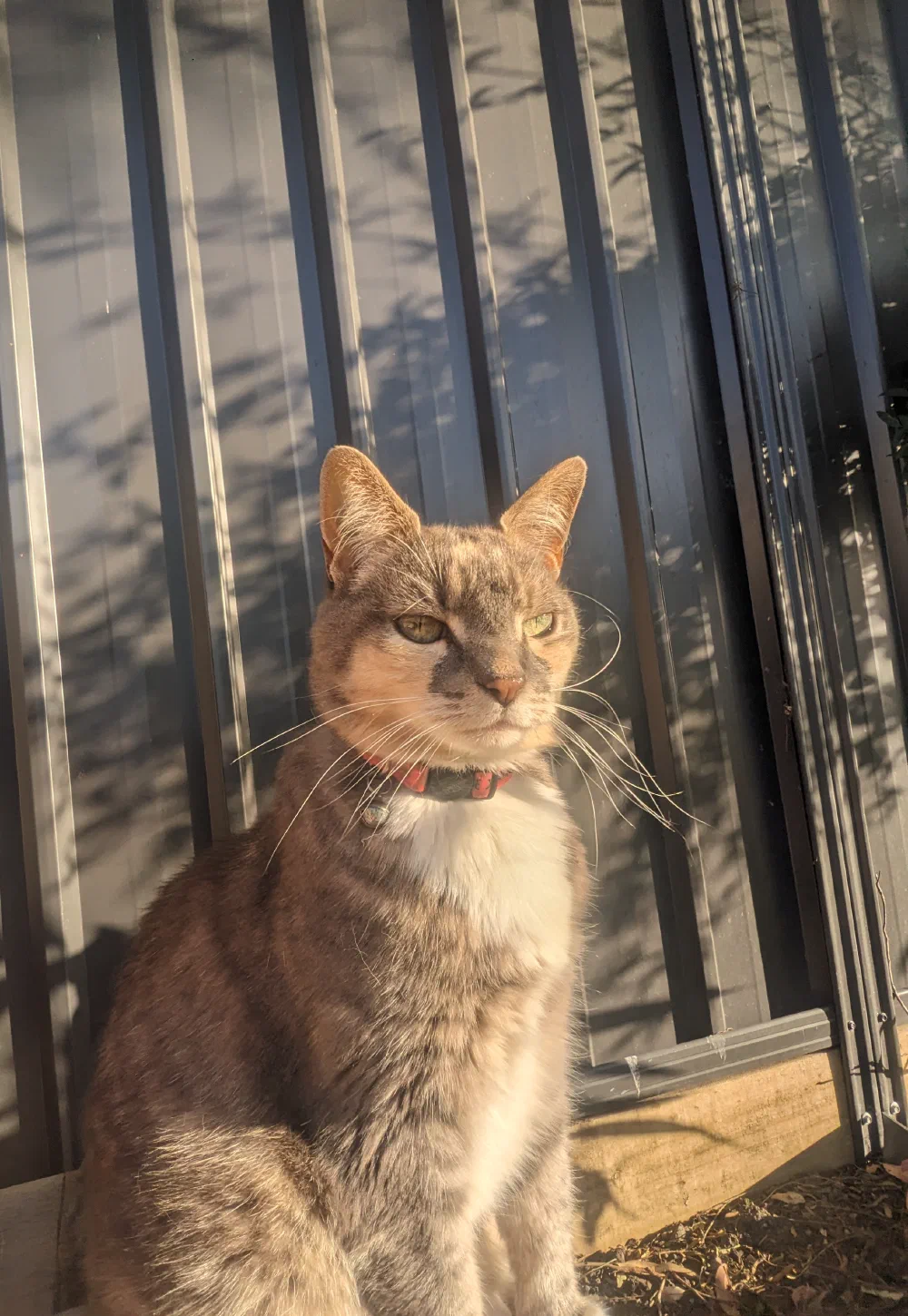 A tabby cat sitting alert, ears forward, indoors