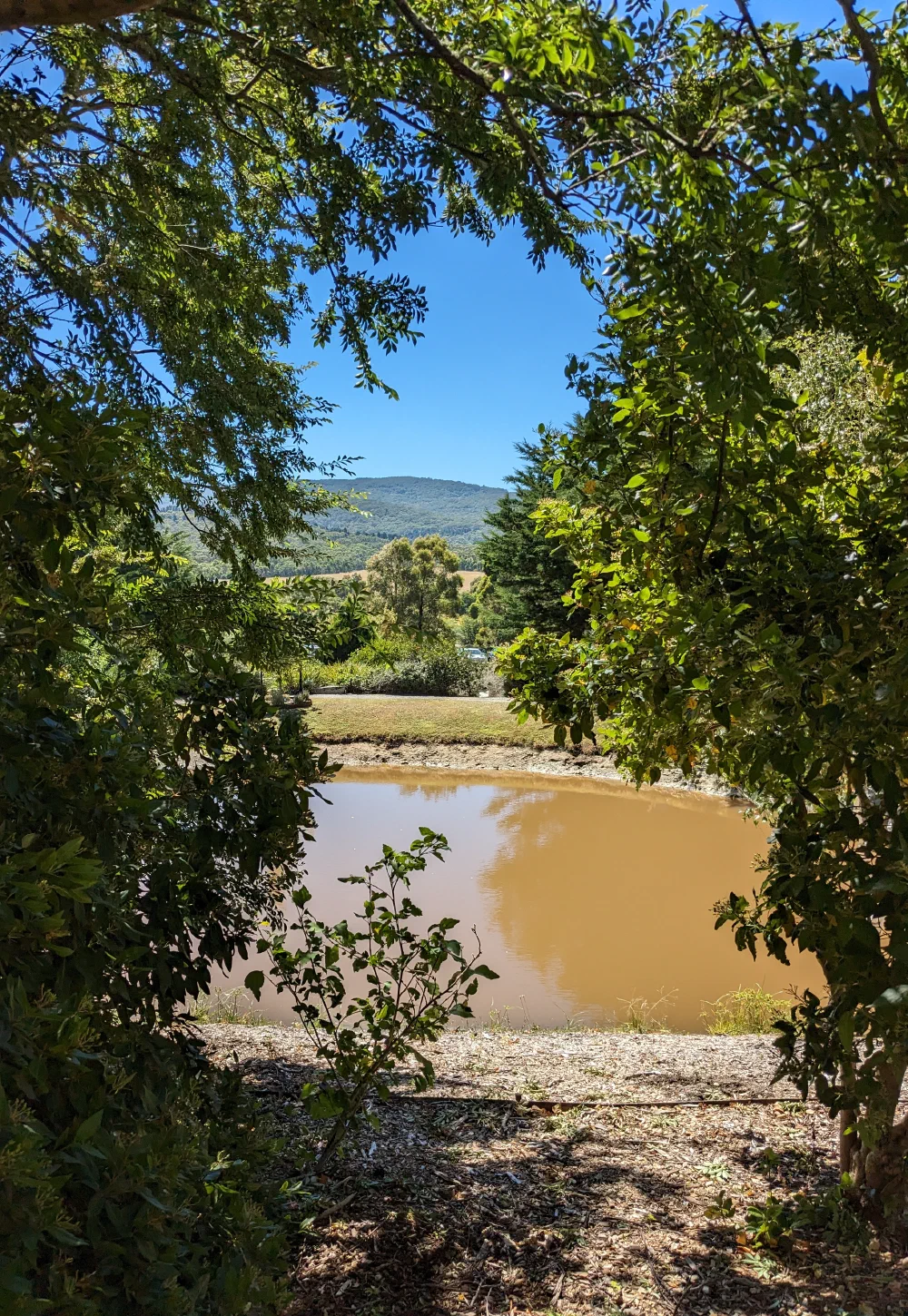 An ochre-coloured garden pond framed by an archway of overhanging leaves, hills beyond