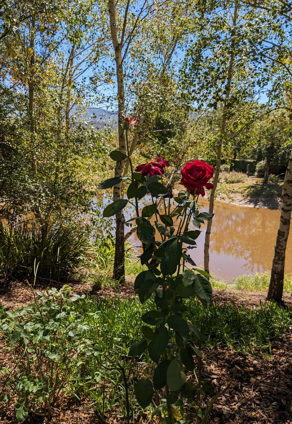 Deep red rose blooms among silver birch trunks beside the garden pond