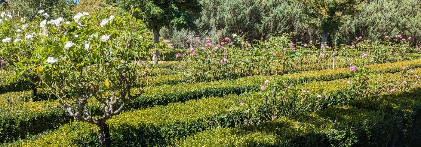 A clipped box hedge parterre with white and pink rose bushes in bloom
