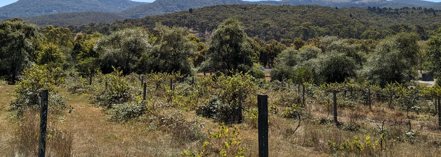 A vineyard's rows running toward forested hills under a clear sky