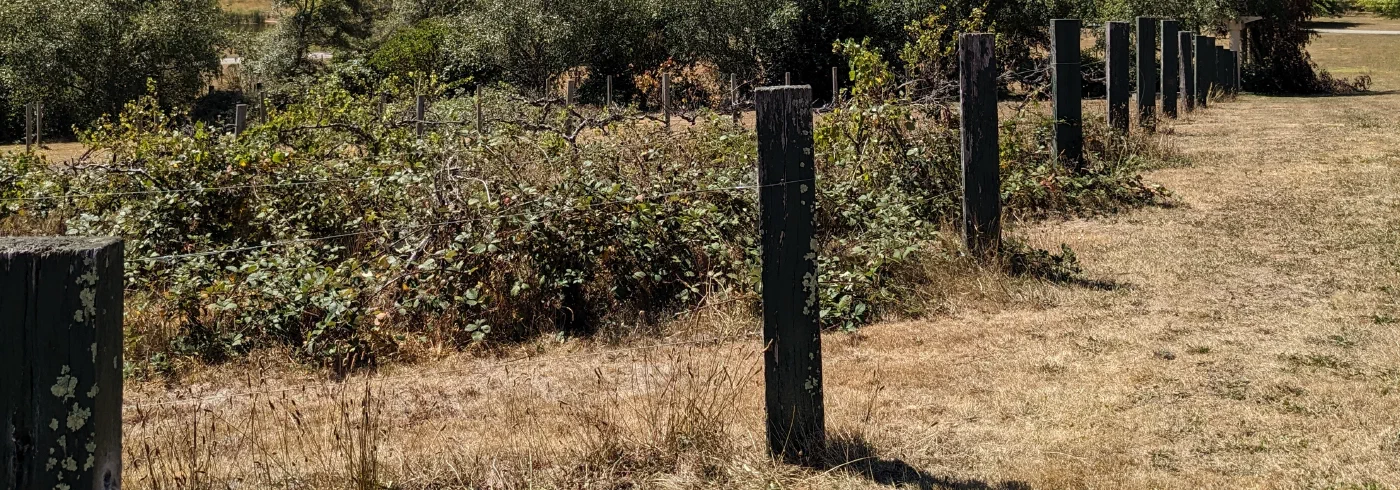 Wire-strung vineyard posts along a fence line with wooded hills beyond