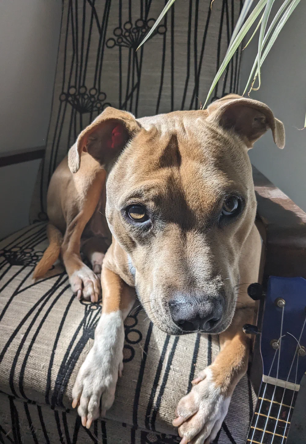 A dog resting its paws on the arm of a striped chair, a ukulele leaning alongside