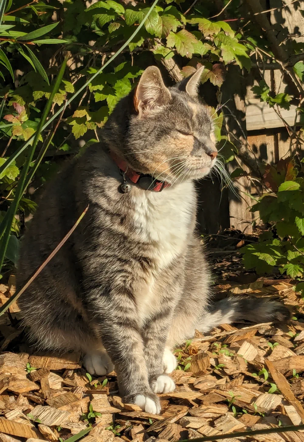 A grey tabby cat with a red bell collar sitting among sunlit garden foliage