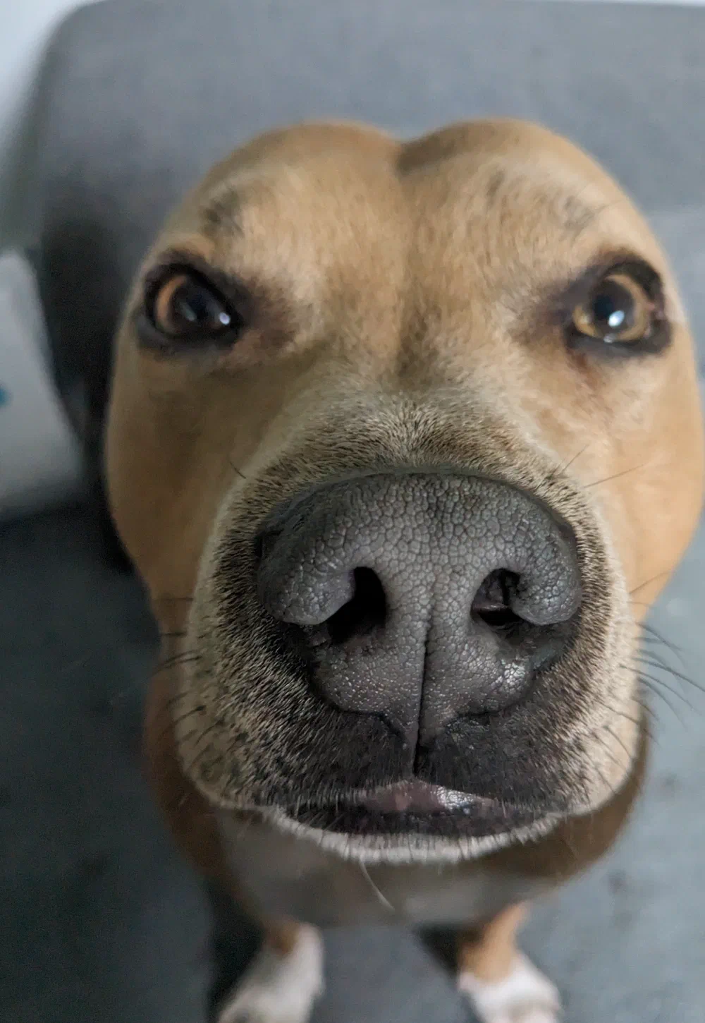 Close-up of a dog's nose and eyes, looking up at the camera