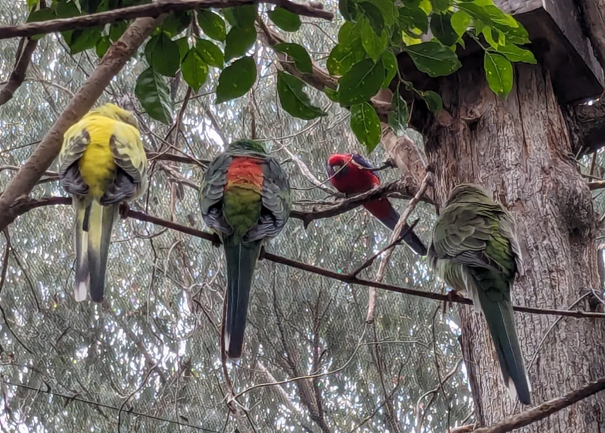 Four rosellas perched together on a bare branch