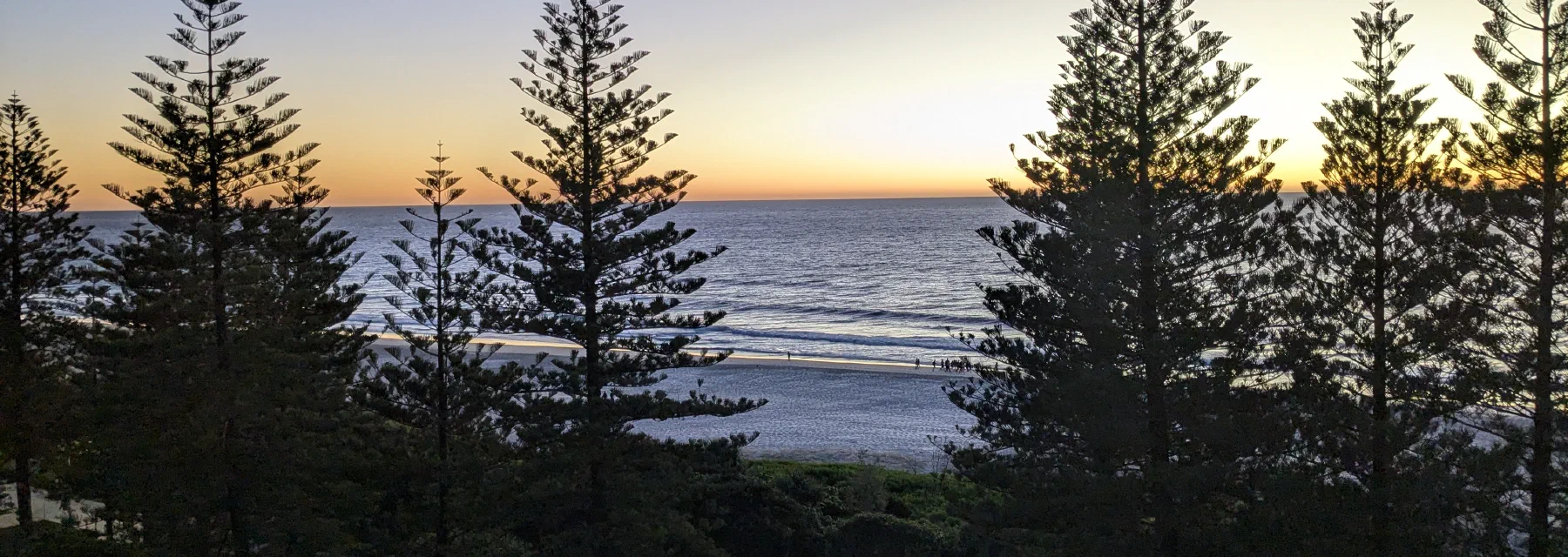 Silhouetted Norfolk pines framing a beach and ocean at sunset