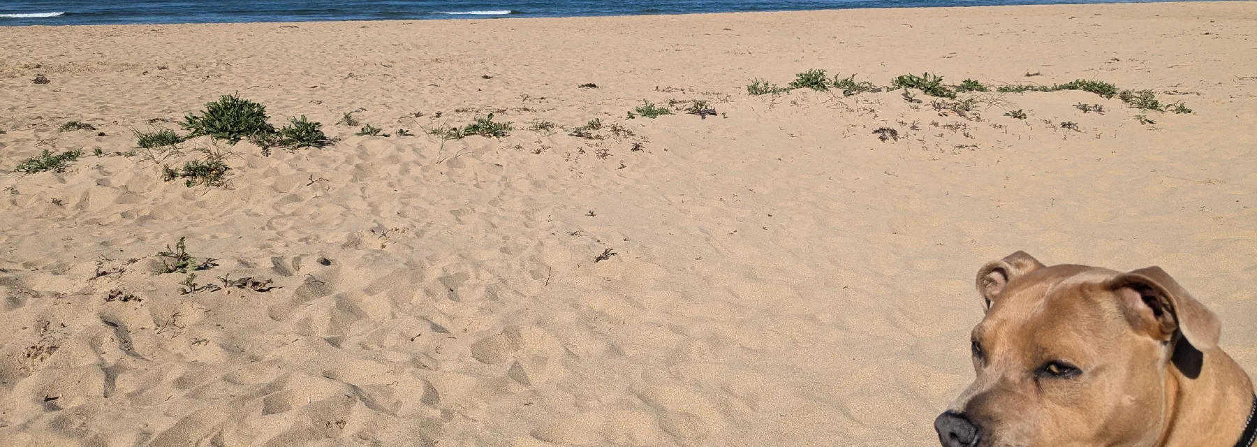 A tan dog sitting on an empty beach, a headland in the distance